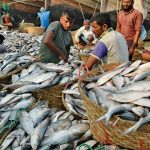 Ikan Hilsa
