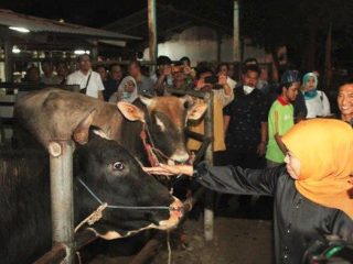 MUI Minta Audit Total Proses Pemingsanan Sapi di RPH