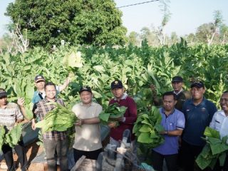 Inovasi Tembakau Sampang Hemat Biaya, Bantu Produktivitas Petani