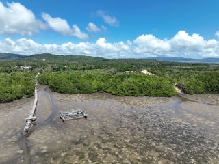 Pelindo Rehabilitasi 25 Hektar Mangrove, Dukung Ekosistem Laut