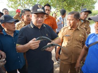 PJ Bupati Sampang Ungkap Inovasi Panen Rumput Laut, Udang Vaname, dan Bandeng Organik