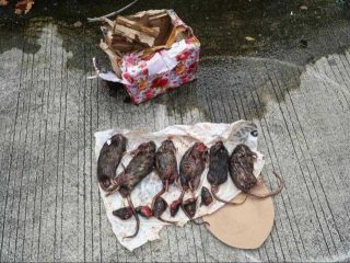 PPDI Merah Putih Kutuk Teror terhadap Tempo Media